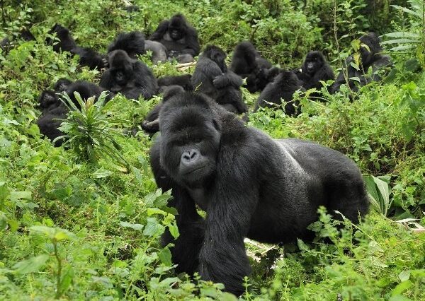 Gorilla Trek & Chimpanzee 5 Days Safari