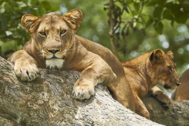 1 Day Queen Elizabeth Express safari
