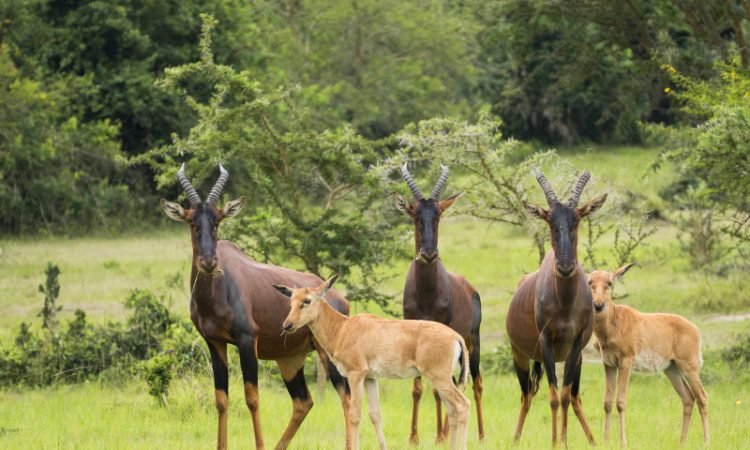 Gates-of-Lake-Mburo-National-Park-750×450