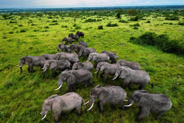 Best of Uganda 10 Days Trip