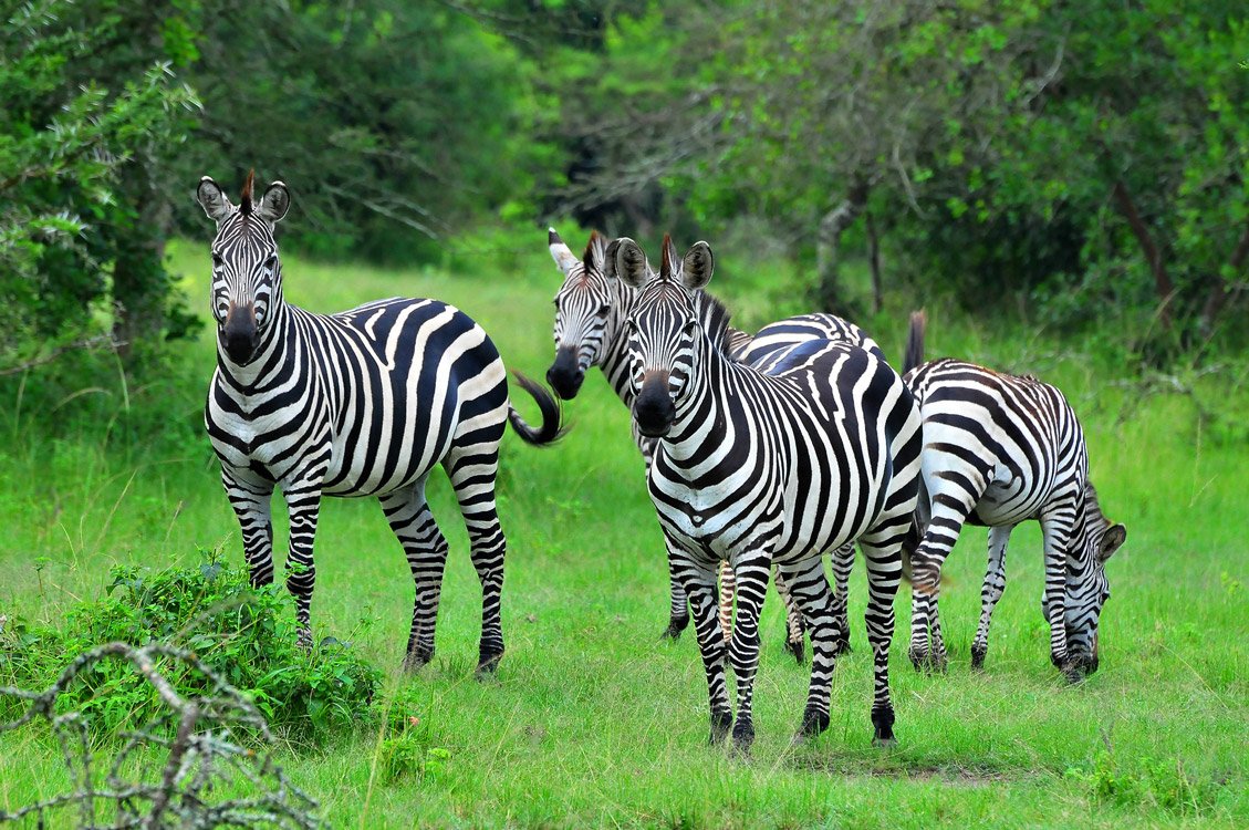 zebras-in-lake-mburo-1